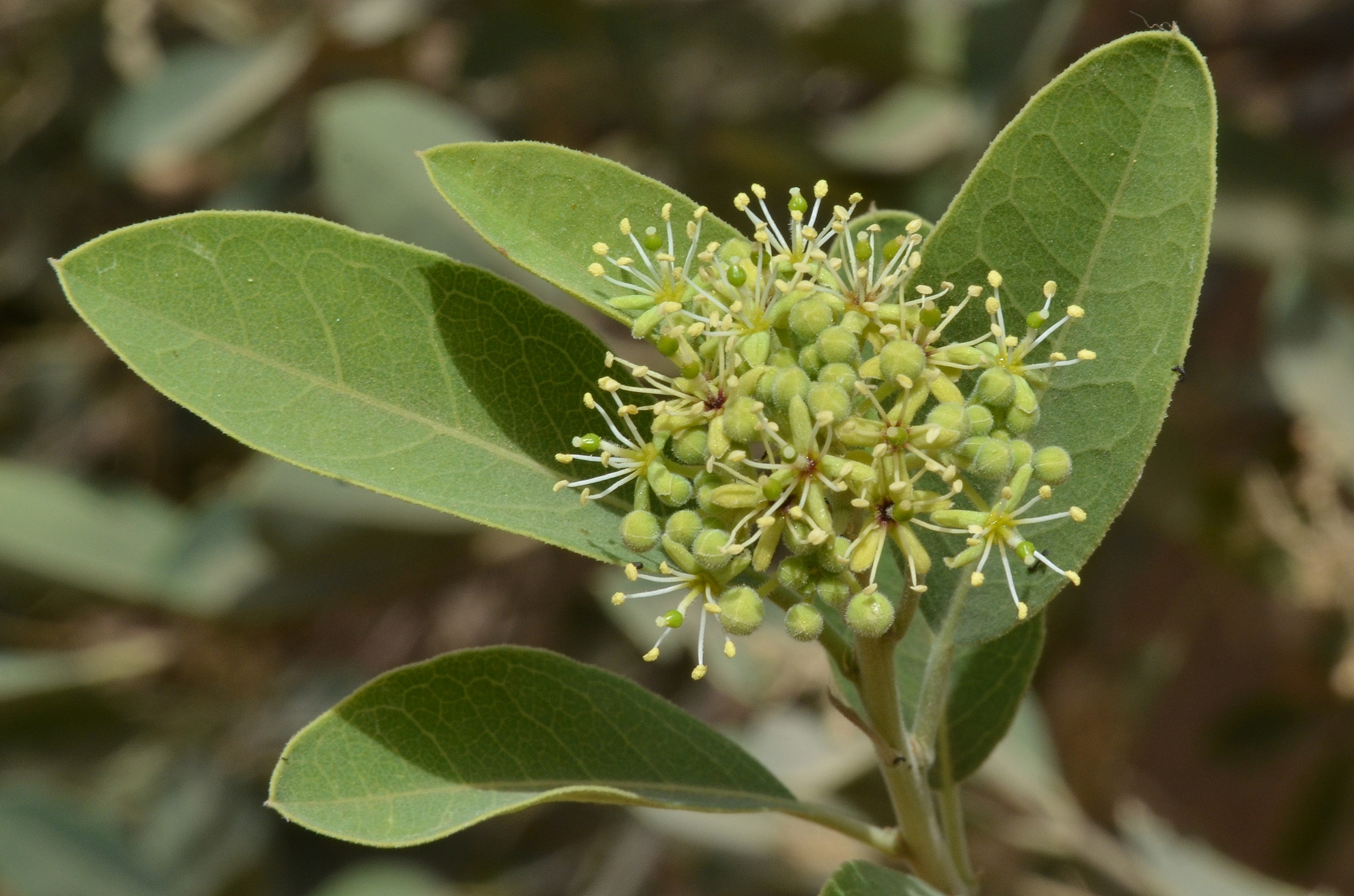 Представитель Семейства Capparaceae